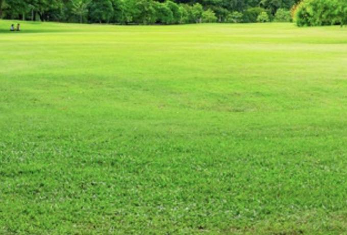 Green Grass